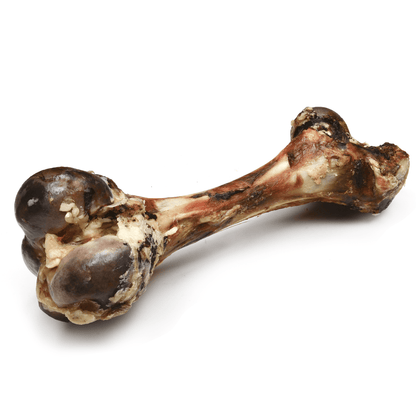 Dino Beef Femur - Premium Feeders - Premium Feeders - Dog Treats