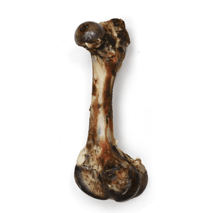 Dino Beef Femur - Premium Feeders - Premium Feeders - Dog Treats