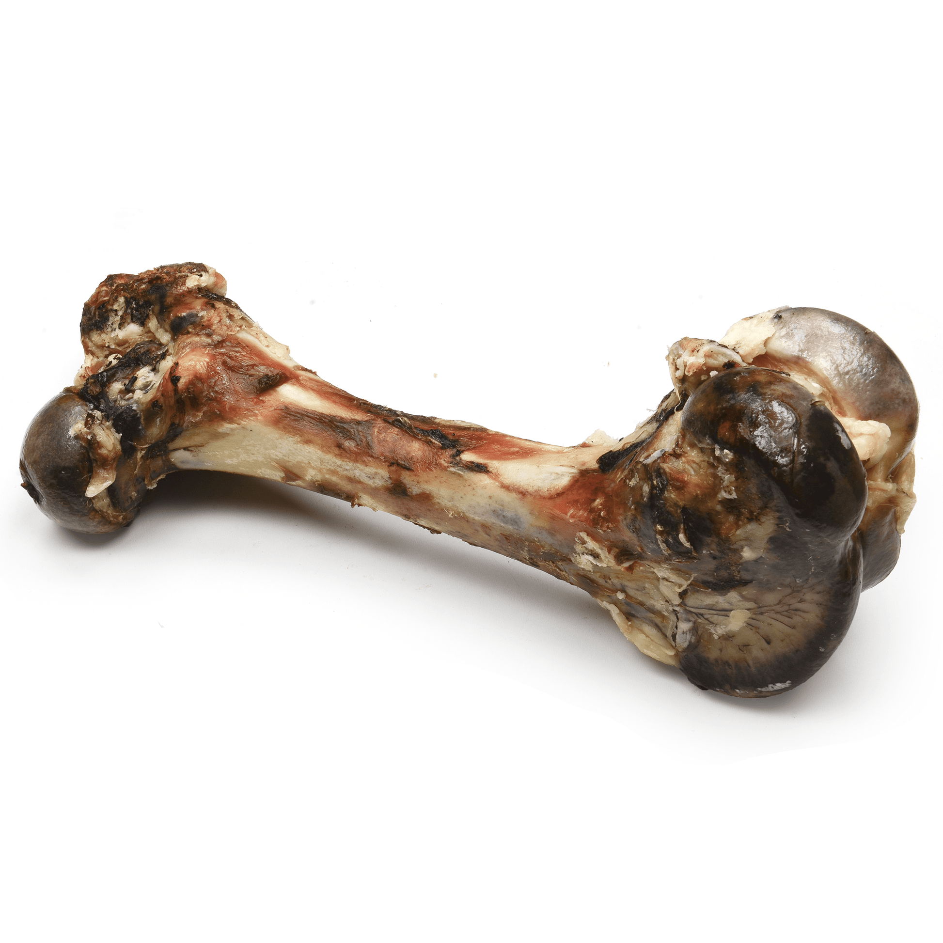 Dino Beef Femur - Premium Feeders - Premium Feeders - Dog Treats