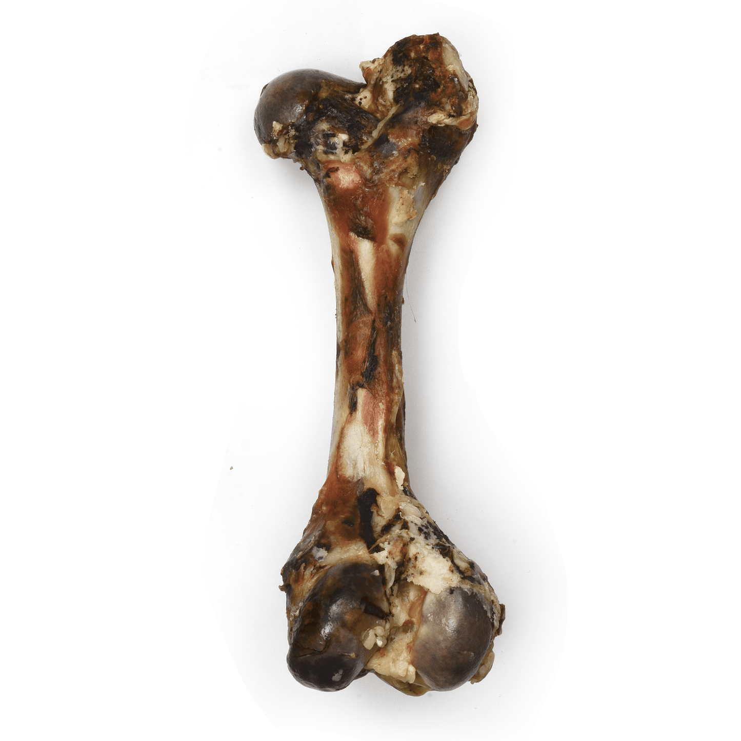 Dino Beef Femur - Premium Feeders - Premium Feeders - Dog Treats